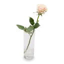 Kytice růžových růží